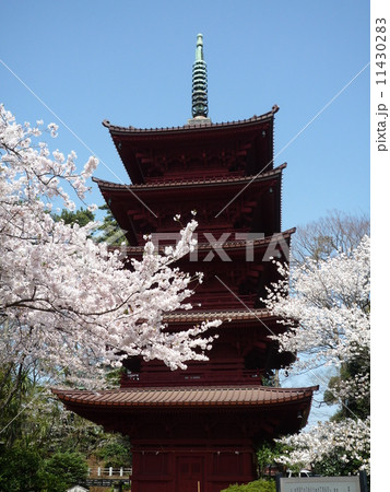 法華経寺の桜 11430283