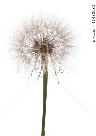 Dandelion on white background 11430633