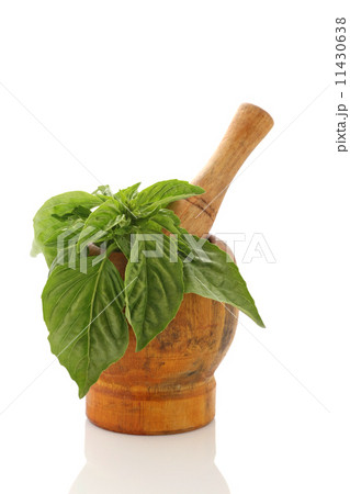 fresh basil in a wooden mortar on white background fresh basil in a wooden mortar on white background 11430638