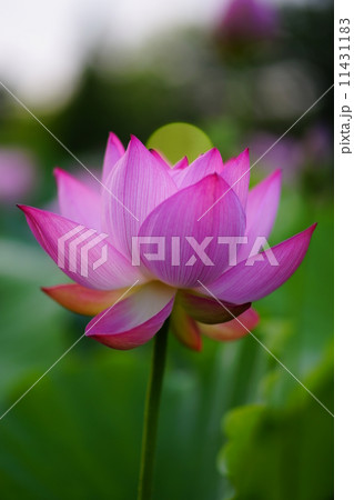 蓮花の想い 蓮花の想い 11431183