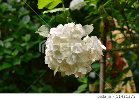 京都府福知山市の丹波あじさい寺 永代供養・水子供養の観音寺 京都府福知山市の丹波あじさい寺 永代供養・水子供養の観音寺 11431275