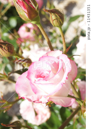 薔薇 薔薇 11431351