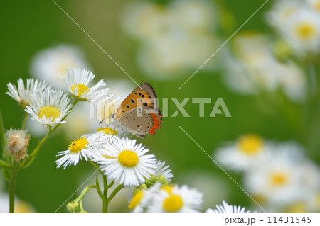 ヒメジョオンにとまるベニシジミ 11431545