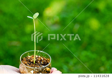 エコイメージ　二葉　手の上 11431628