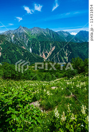 夏の北アルプス 11431654