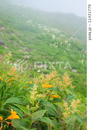 夏の高山植物 夏の高山植物 11431779