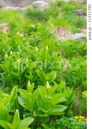 夏の高山植物 夏の高山植物 11431780