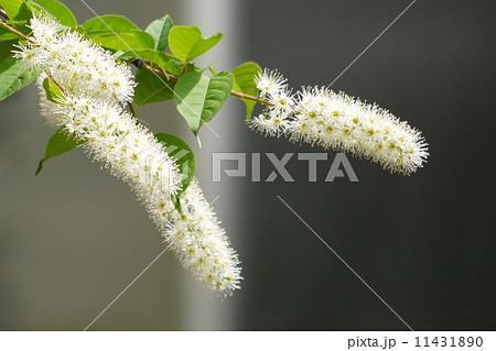 ウワズミザクラ：上溝桜 11431890
