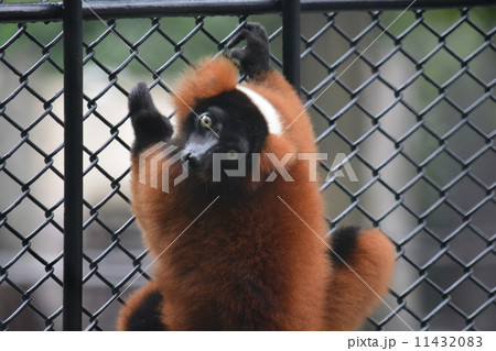 アカエリマキキツネザル アカエリマキキツネザル 11432083