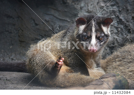 ハクビシン 11432084