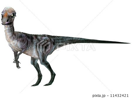 石頭恐竜☆パキケファロサウルス☆Pachycephalosaurus 11432421