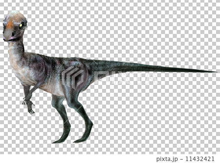 石頭恐竜☆パキケファロサウルス☆Pachycephalosaurus 11432421