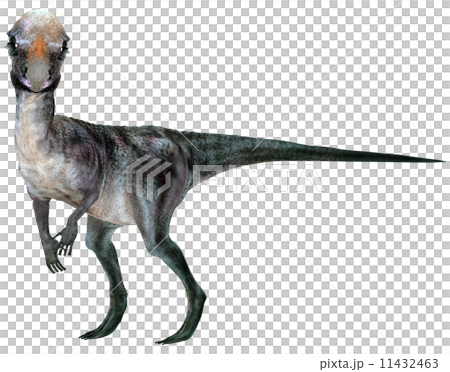 Ishibo dinosaur Pakkefaro Saaurus ☆ Pachycephalosaurus 11432463
