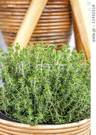 Thyme in morning sun Thyme in morning sun 11432518