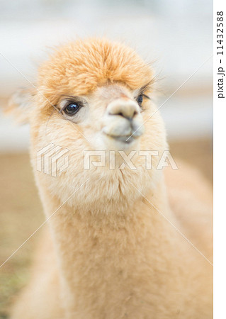 アルパカ 11432588