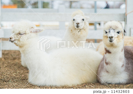 アルパカ アルパカ 11432603