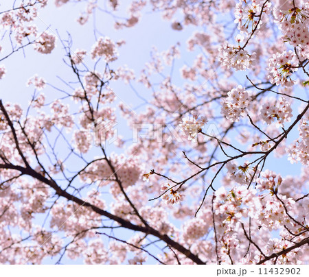 桜 11432902
