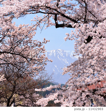 甲斐駒ケ岳と桜 11432903