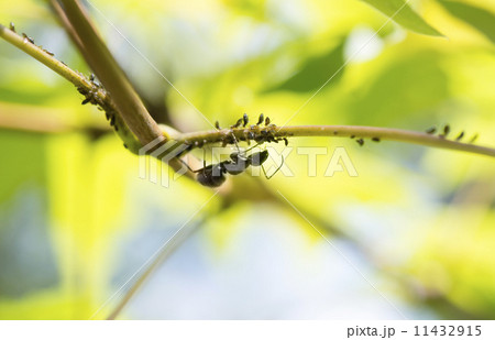 アブラムシと蟻の共棲 11432915