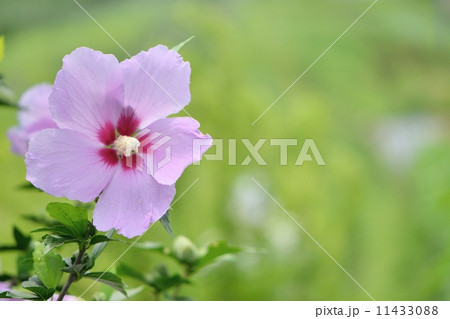 夏の花、木槿 11433088