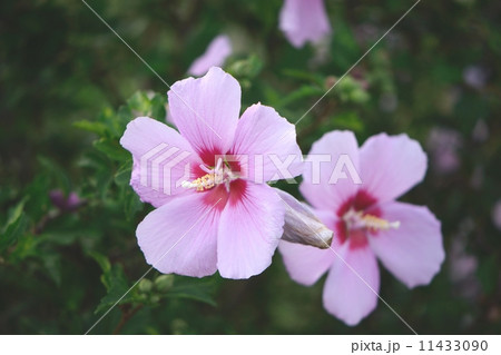 夏の花、木槿 11433090