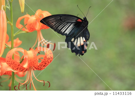 生き物　昆虫　ナガサキアゲハ、吸蜜のためオニユリを訪花 11433116