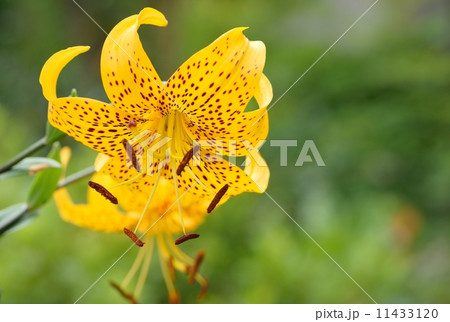 ユリの花のクローズアップ ユリの花のクローズアップ 11433120