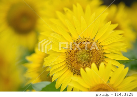 ヒマワリの花のクローズアップ ヒマワリの花のクローズアップ 11433229