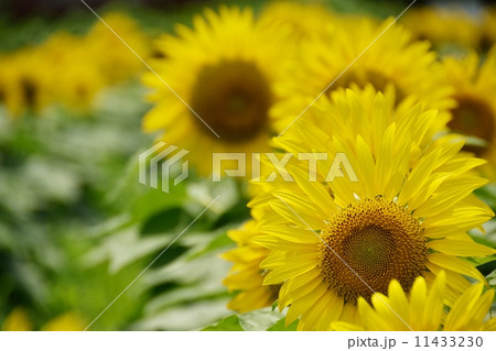 ヒマワリの花のクローズアップ 11433230