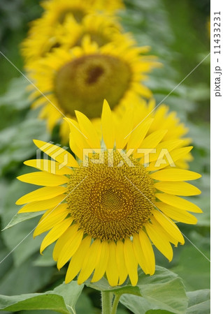 ヒマワリの花のクローズアップ ヒマワリの花のクローズアップ 11433231