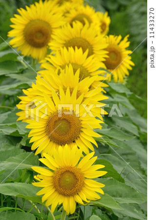 夏の盛りのヒマワリ畑 11433270