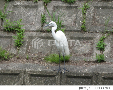 チュウサギ 11433704