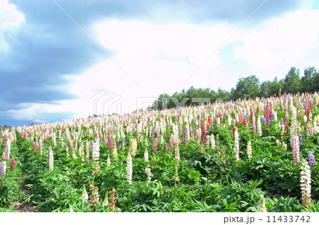 ルピナス畑 ルピナス畑 11433742