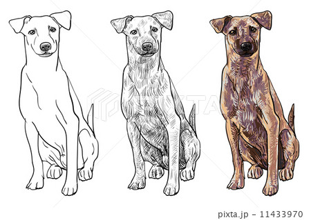 Sitting brown dog 11433970