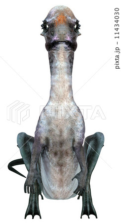 石頭恐竜☆パキケファロサウルス☆Pachycephalosaurus 11434030