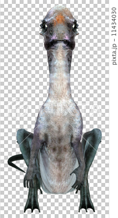 石頭恐竜☆パキケファロサウルス☆Pachycephalosaurus 11434030