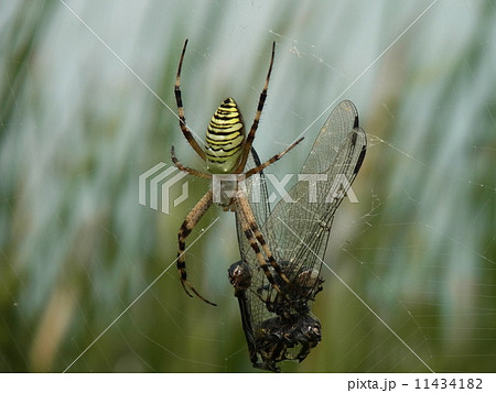 ナガコガネグモ 11434182