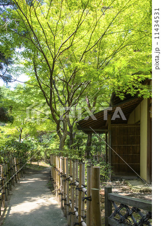 茶室への道 茶室への道 11434531