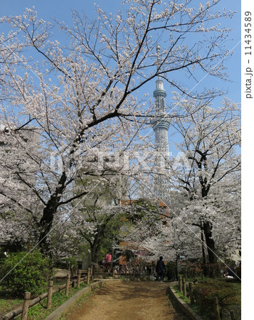 桜が咲く春の隅田公園（墨田区）と東京スカイツリー 11434589