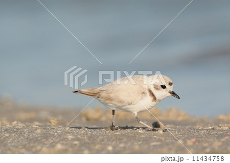 シロチドリ シロチドリ 11434758