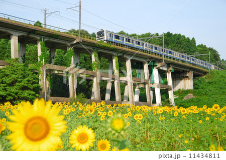 電車とひまわり畑 電車とひまわり畑 11434811
