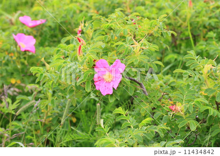 ハマナスの花 ハマナスの花 11434842