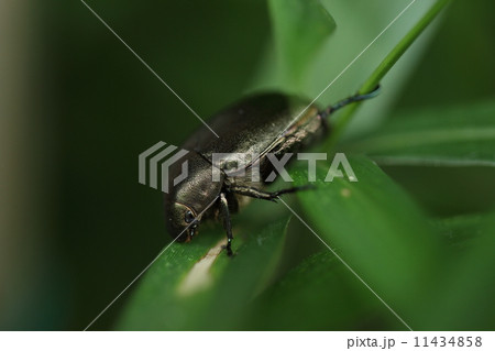 生き物　昆虫　ドウガネブイブイ、ごく普通に見られた甲虫ですが最近は近縁のアオドウガネに押されて少なくなっているようです 11434858