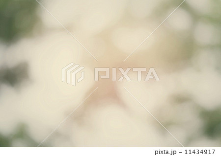 blurred forest background 11434917