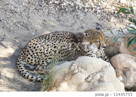 cheetah in the wild africa 11435755