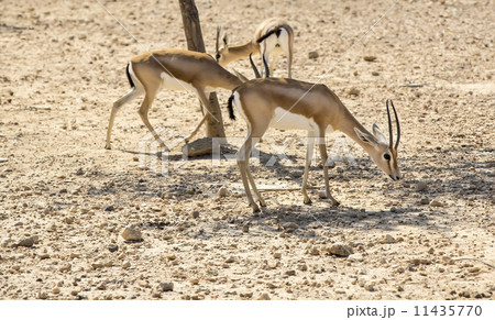 Young antelope on desert background 11435770