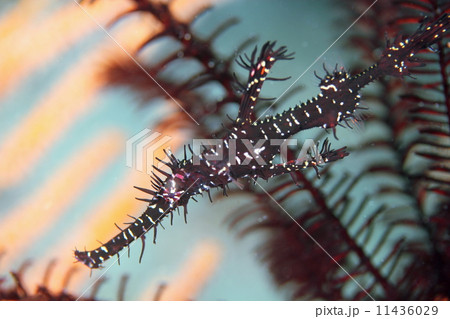 ニシキフウライウオ 11436029