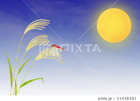 中秋の名月 11436301