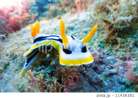 シライトウミウシ 11436381