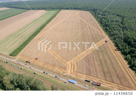 Golden Wheat field 11436650